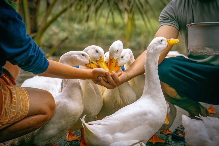 Duckstop Phong Nha
