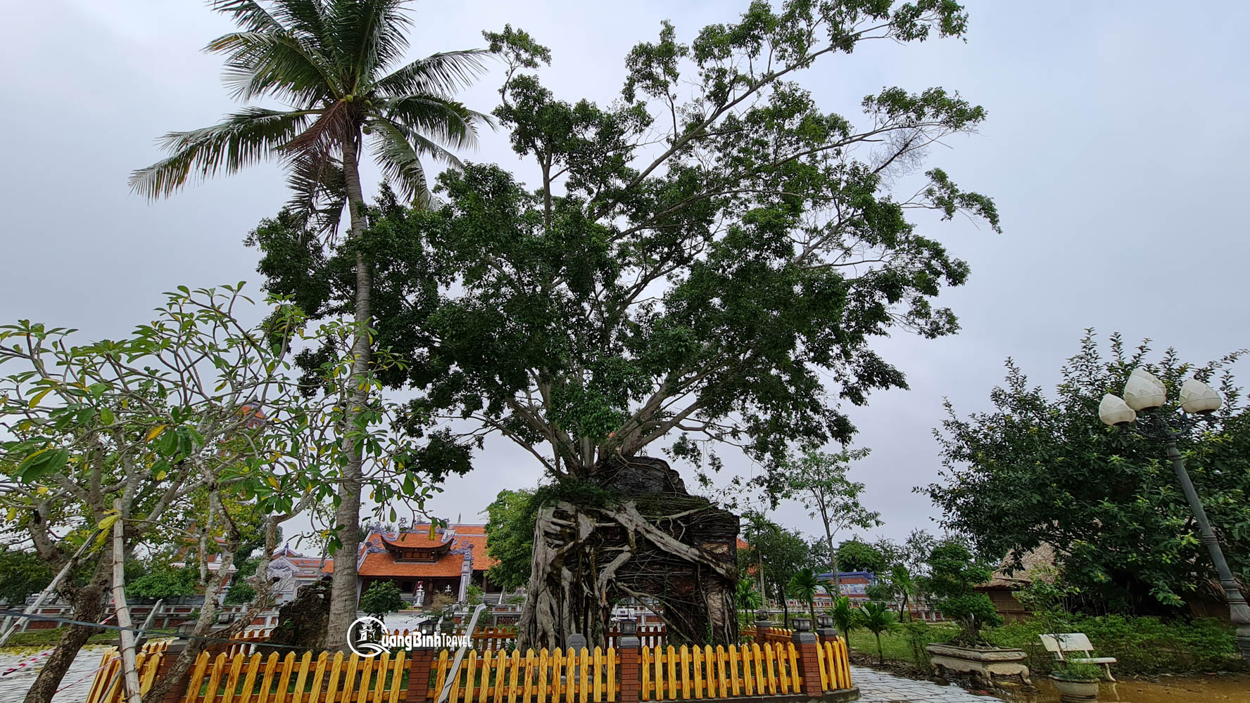 Dấu vết của thời gian - Cây cổ thủ ôm lấy cổng chùa cổ